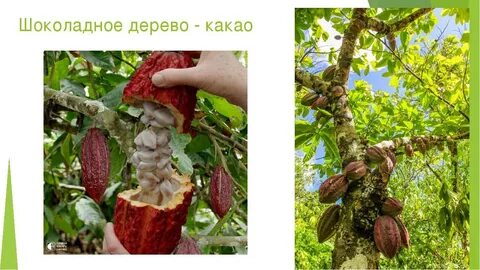Какао бобы где