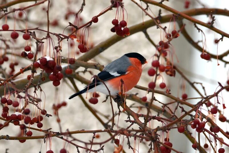 Снегирь 5 2. Снегирь птица. Снегирь (5;-2), (0;3), (-1;3), (-1,5;2,5), (-1;2), (-1;0), (0;-1), (2;-1,5), (3,5;-1,5), (5;-2). Императорский фарфор банки со снегирями. Снегирь 5 2.