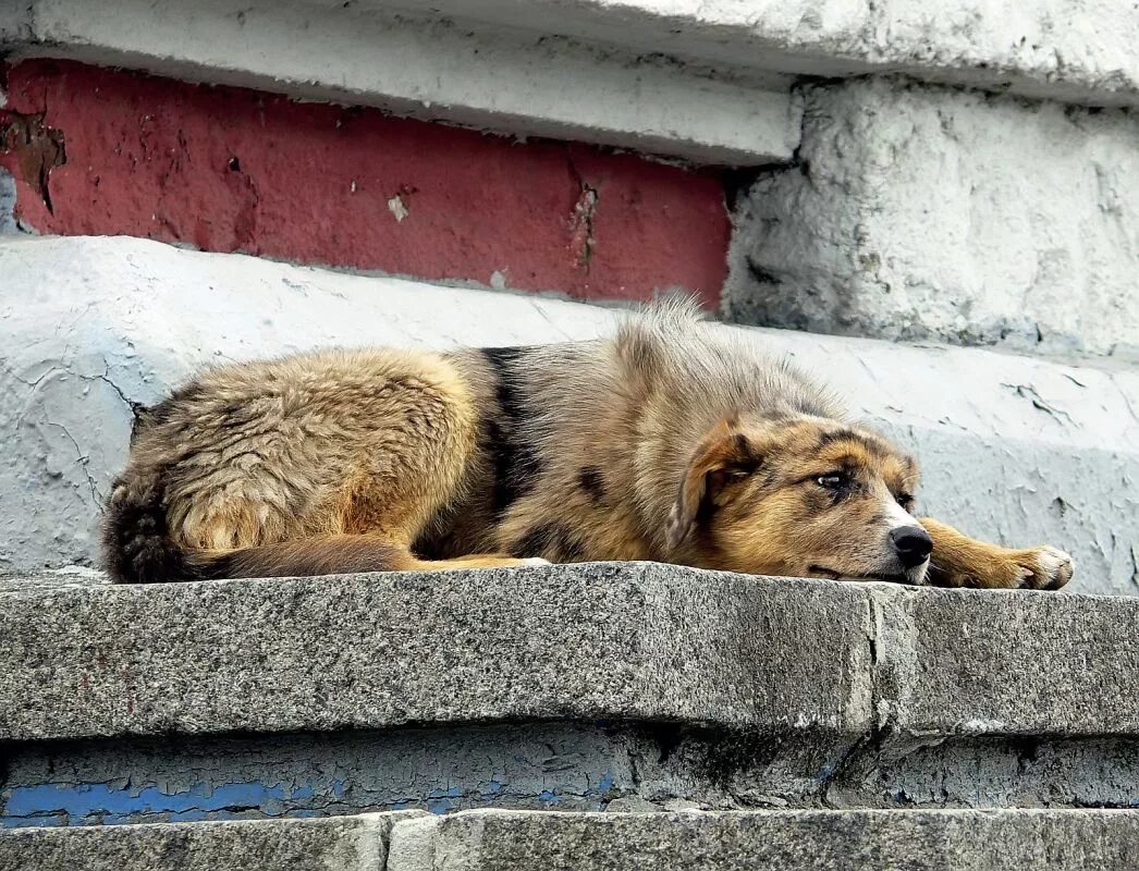 Куда бездомных животных