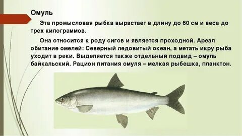 Байкальский омуль среда обитания