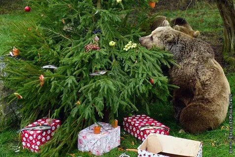 Медведь и новогодняя елка