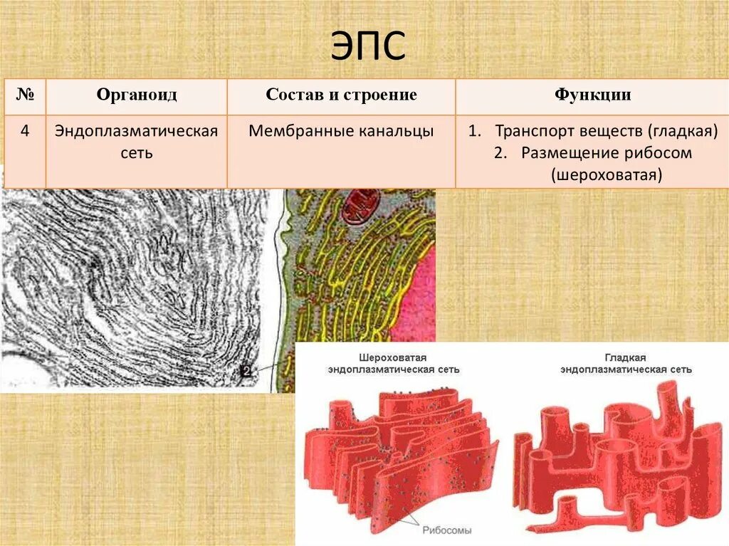 Выполняемые функции эндоплазматической сети. Шероховатая эндоплазматическая сеть функции. Эндоплазматическая сеть ЭПС строение. Гладкая эндоплазматическая сеть строение и функции. Эндоплазматический ретикулум строение и функции кратко.