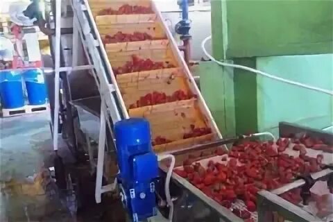 Производство ягод и овощей