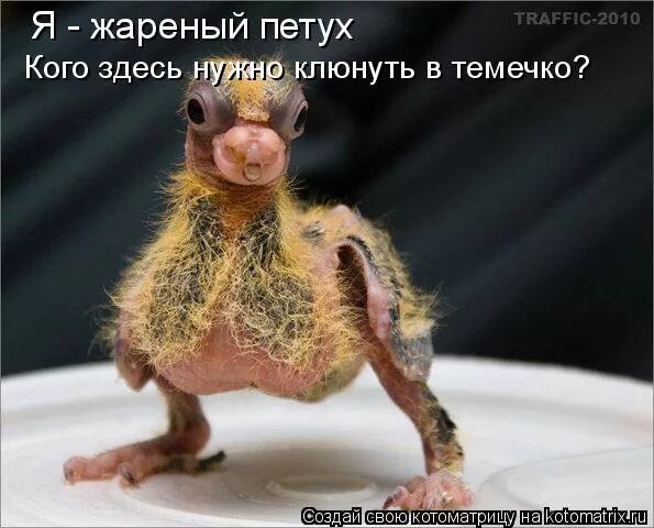 Жареный петух. Петух не клюнет. Пока жареный петух. Пока жареный петух. Петух клюнул.