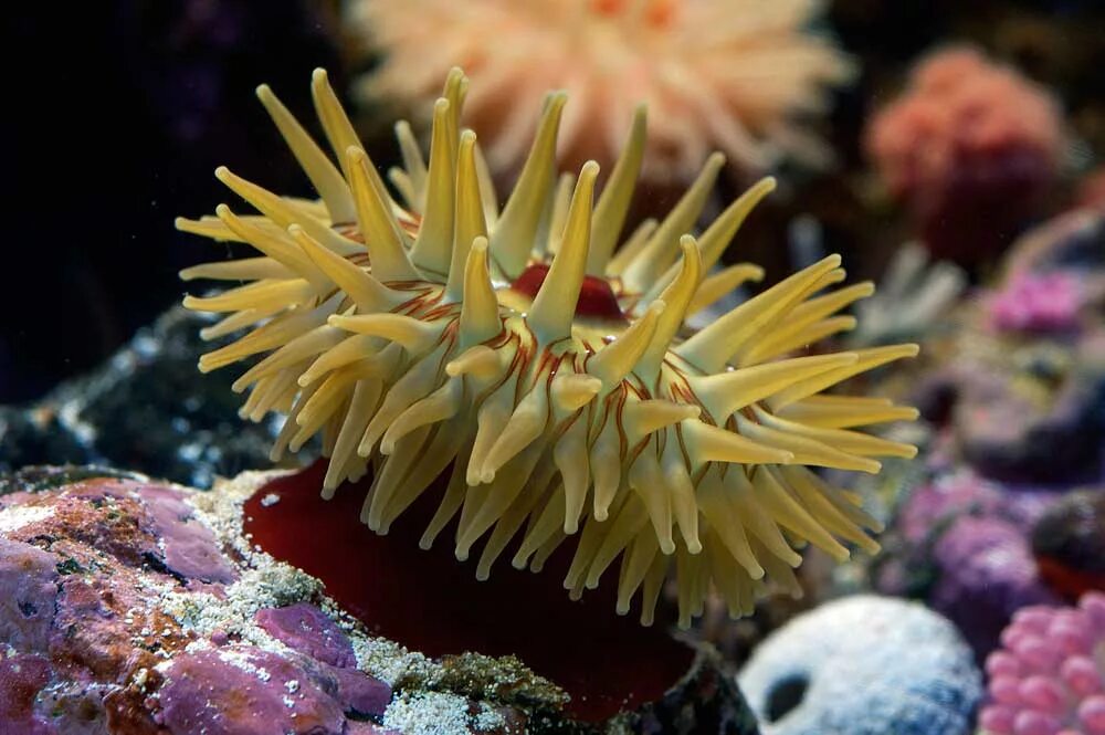 колониальные коралловые полипы. представители коралловых полипов кишечнополостных. тип кишечнополостные класс коралловые полипы. кишечнополостные класс коралловые полипы представители. класс коралловые полипы (anthozoa).