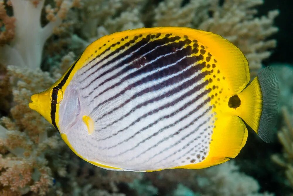 Масковая рыба бабочка. Бабочка Мадагаскарская рыба. Chaetodon ephippium. Chaetodon ulietensis.