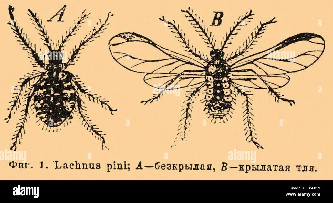 К бескрылым насекомым относятся. Бескрылая и Крылатая тля. Насекомые бывают крылатые и бескрылые. Бескрылые насекомые представители. Бескрылая Муха.