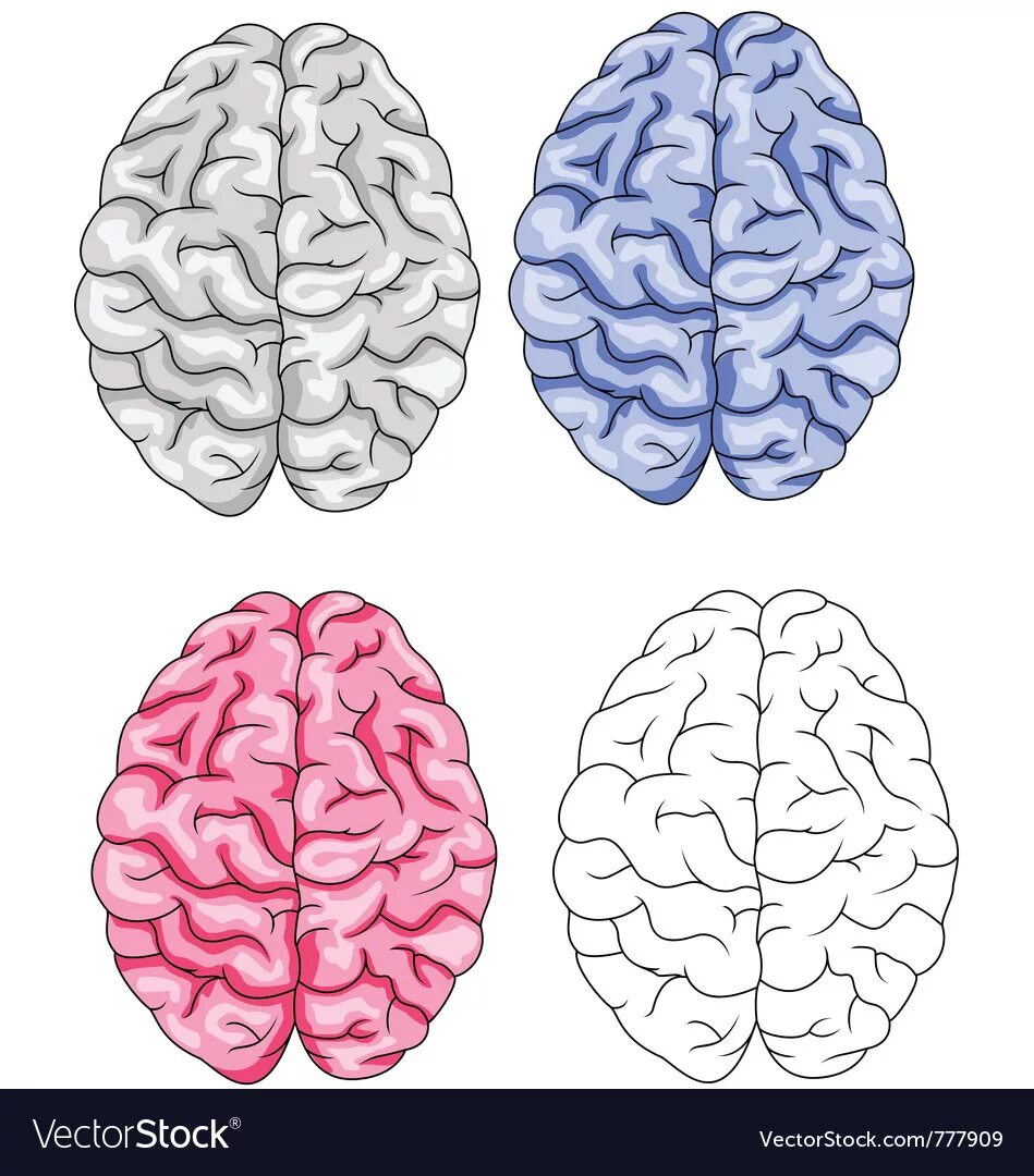 Brain mod. Мозг рисунок. Полушария мозга вид сверху. Мозг нарисованный. Мозг карандашом.