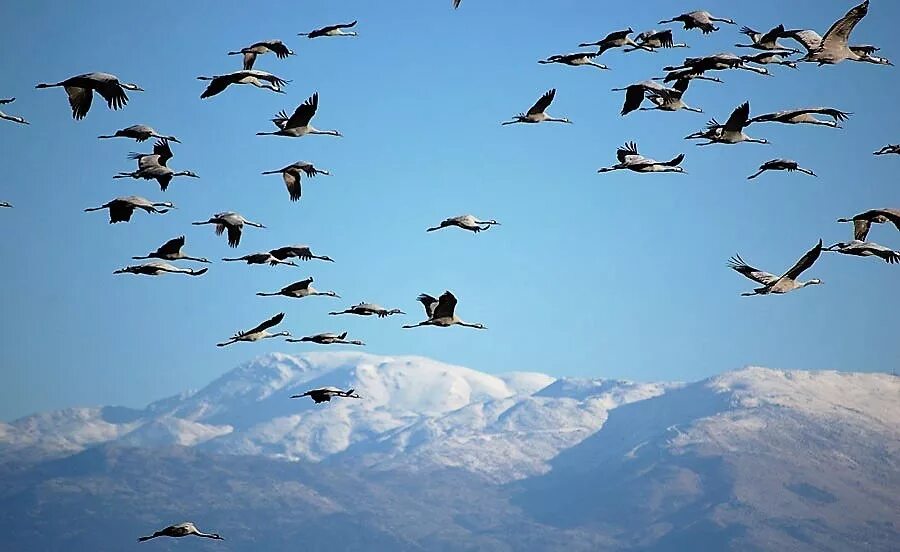 Перелетные птицы Сочи. Перелетные птицы Таджикистана. Птицы улетают. Стая птиц.