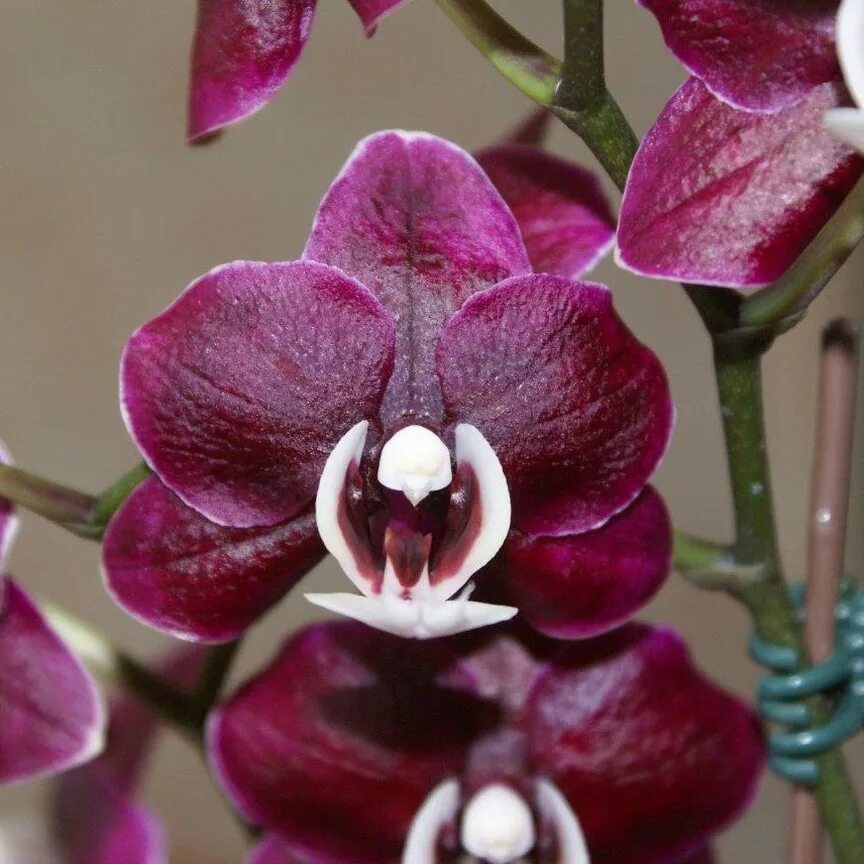 Фаленопсис миа. Орхидеи фото с названиями сортов. Орхидея phalaenopsis. Фаленопсис kaoda. Денбродиум орхид.