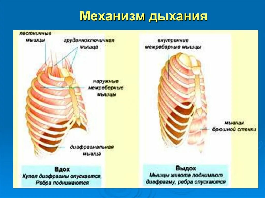 Вдох и выдох таблица. Механизм дыхания. Процесс вдоха и выдоха. Механизм вдоха и выдоха. Схема вдоха и выдоха.