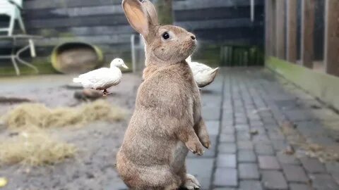 Bunny up