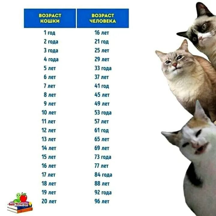 Размер домашней кошки. По человеческим меркам кошачий Возраст 1 год. Кошачий Возраст по кошачьим меркам таблица. Кошачий Возраст на человеческий таблица по годам. Кошачий Возраст на человеческий таблица.
