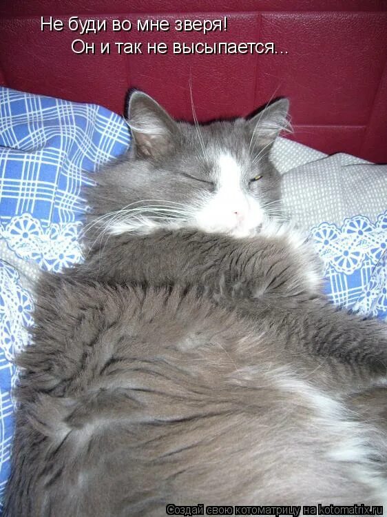 ни разбудил. понедельник юмор. ни разбудил. ни разбудил. коты просят жрать.