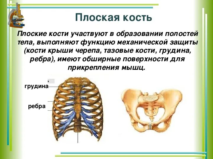 Плоские кости. Строение плотской кости. Схема плоской кости. Плоские кости состоят.