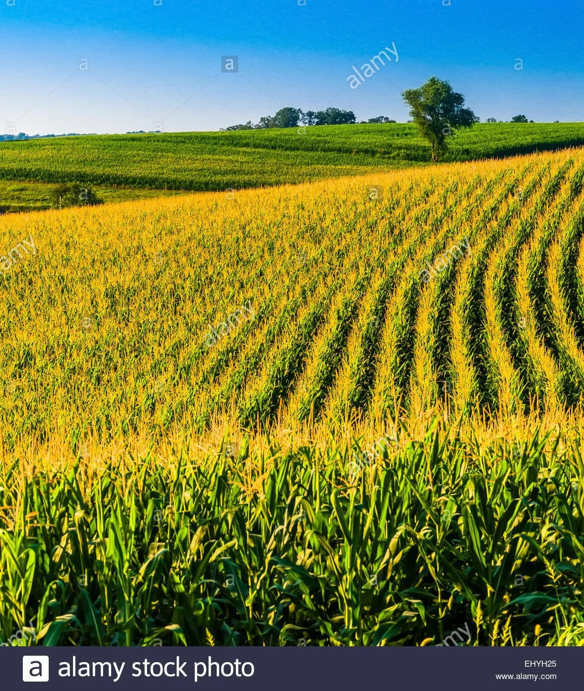 Corn fields