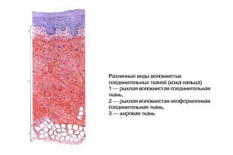 Ткани пальца