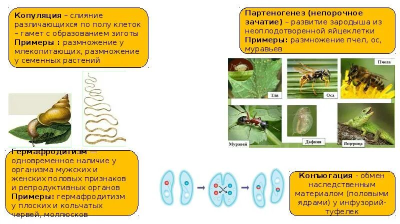 Формы полового размножения партеногенез. Виды партеногенеза. Партеногенез форма размножения. Партеногенез форма размножения. Партеногенез вид размножения.