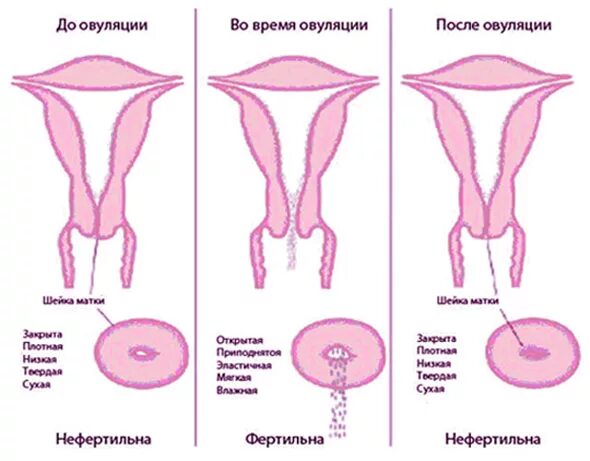 Матка при овуляции. Овуляция это. выделения во влагалище после овуляции. шейка матки на ранних сроках.