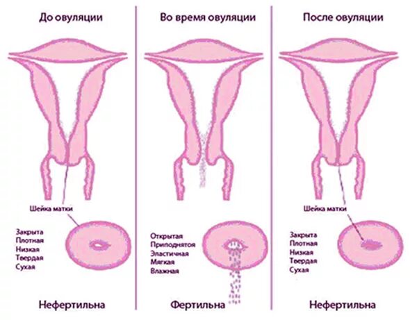 Овуляция. После полового акта. Выделения во влагалище после овуляции. Признаки во время овуляции