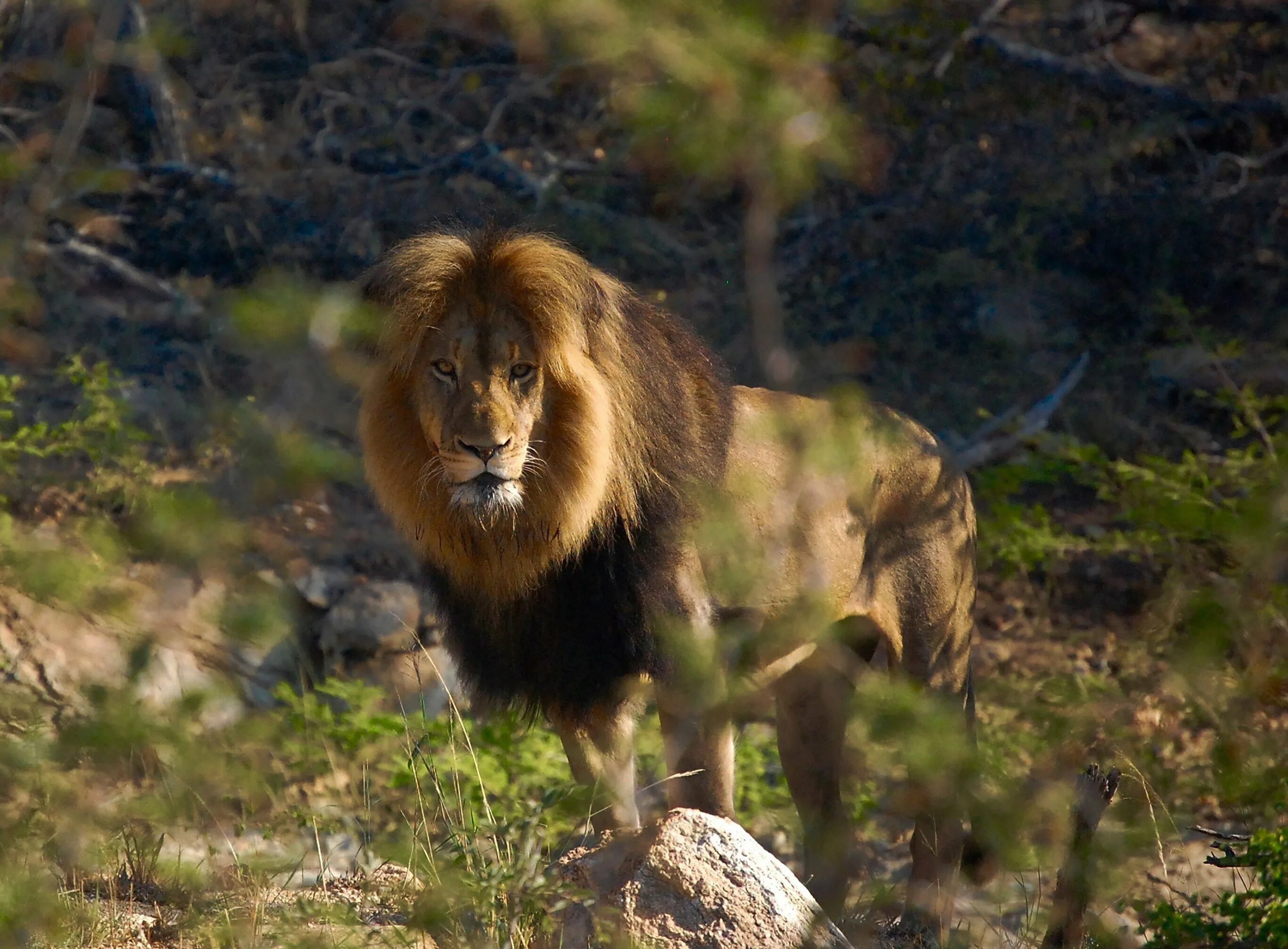 Лев это дикое животное. Гималайский карликовый Лев. Лев ЗЗ. Марш Льва. Королевский марш Льва.