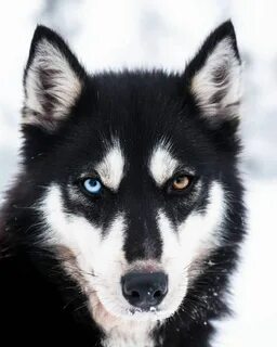 Хасик