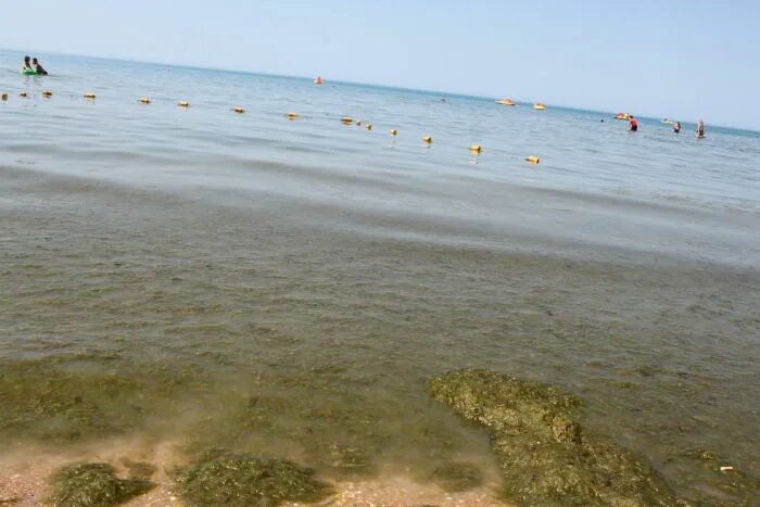 Когда цветет море в витязево. Витязево море цветет. море анапы витязево в июле цветёт. море в витязево сейчас цветет. анапа благовещенская море цветет.