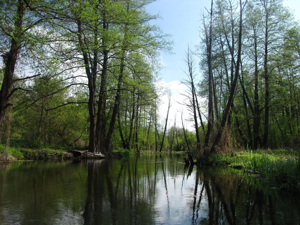 форека средний икорец. форека средний икорец. форека средний икорец. лиски река икорец. средний икорец лискинского района воронежской области.
