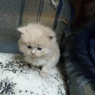 Авито брянск котята в добрые руки