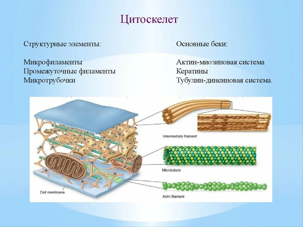 Цитоскелет микротрубочки промежуточные филаменты микрофиламенты. Цитоскелет (микротрубочки, микрофиламенты) строение. Микрофиламенты в эукариотической клетки. Цитоскелет микротрубочки и микрофиламенты строение и функции. Цитоскелет клетки какой органоид