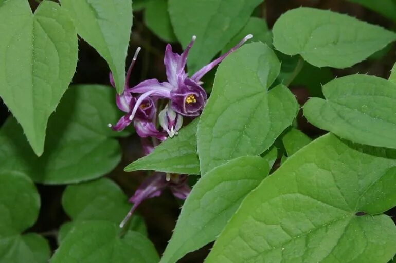 Горянка grandiflorum. Горянка крупноцветковая lilafee. Горянка юнга розеум. Эпимедиум колхидский. Горянка крупноцветковая.