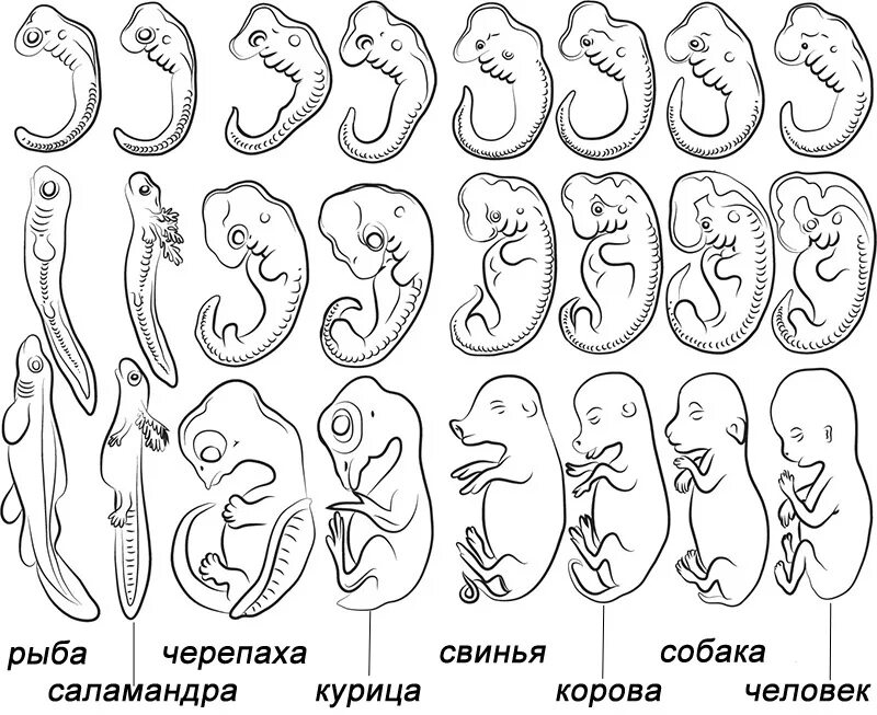 Зародыши разных животных