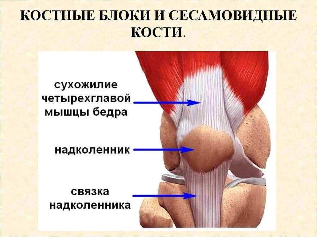 Разрыв сухожилия четырехглавой мышцы бедра. Связки и сухожилия надколенника. Повреждение сухожилия четырехглавой мышцы бедра. Коленный сустав связки и сухожилия анатомия.