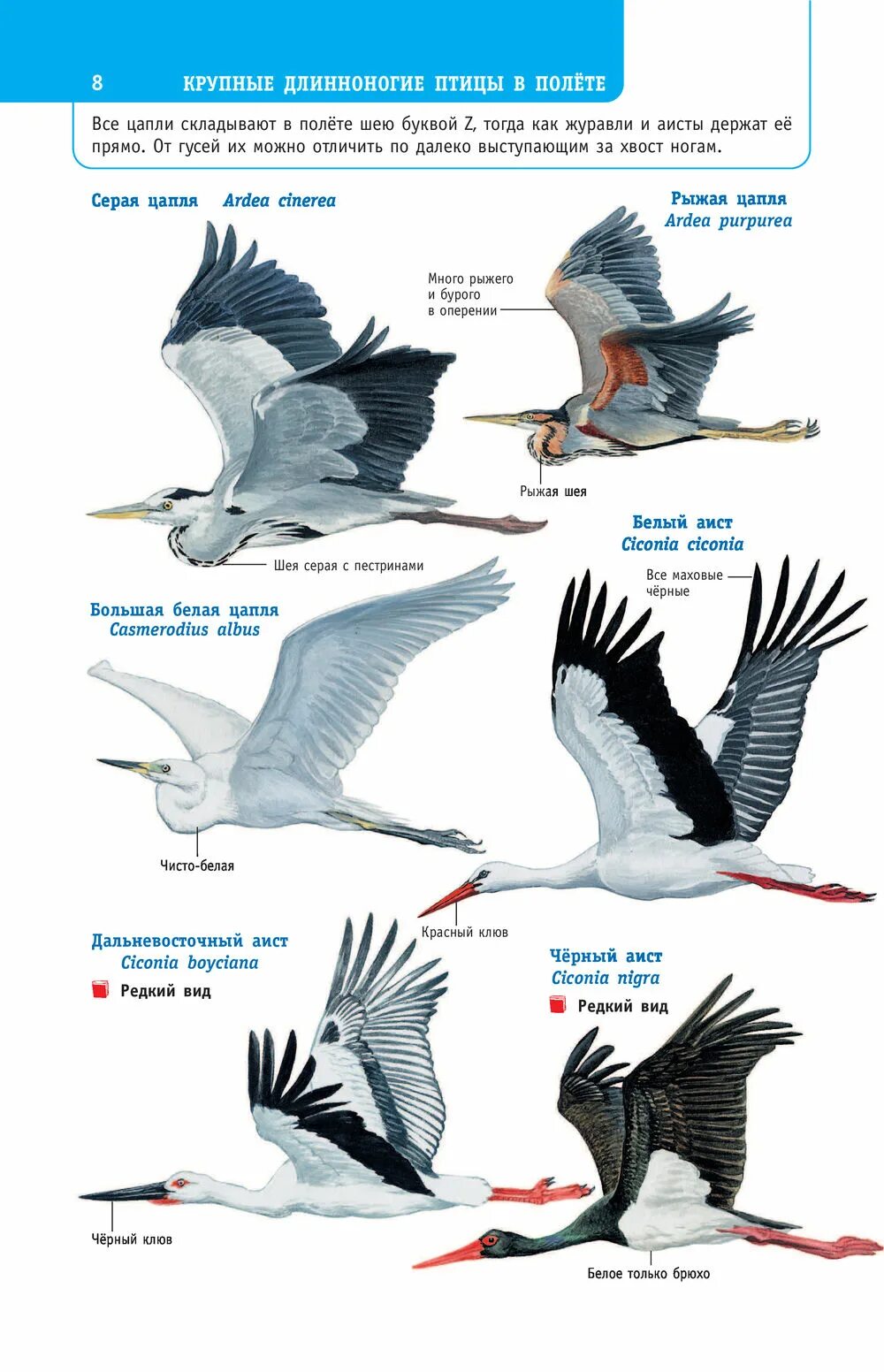 Чем журавль отличается. Различия Цапли от аиста. Цапля и журавль отличия. Отличие журавля от Цапли. Как отличить Ависта от Цапли.