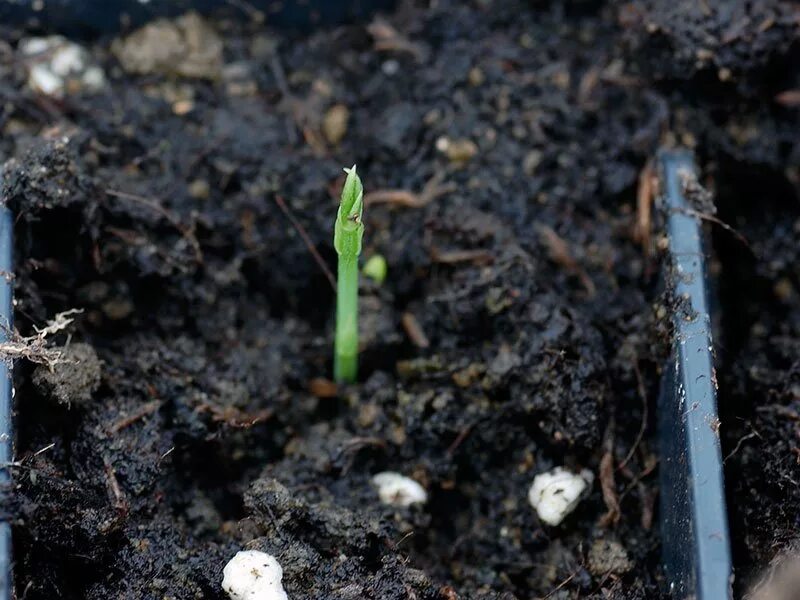 Душистый горошек ростки. Всходы гороха. Всходы душистого горошка. Душистый горошек рассада. Душистый горошек выращивание рассады из семян.