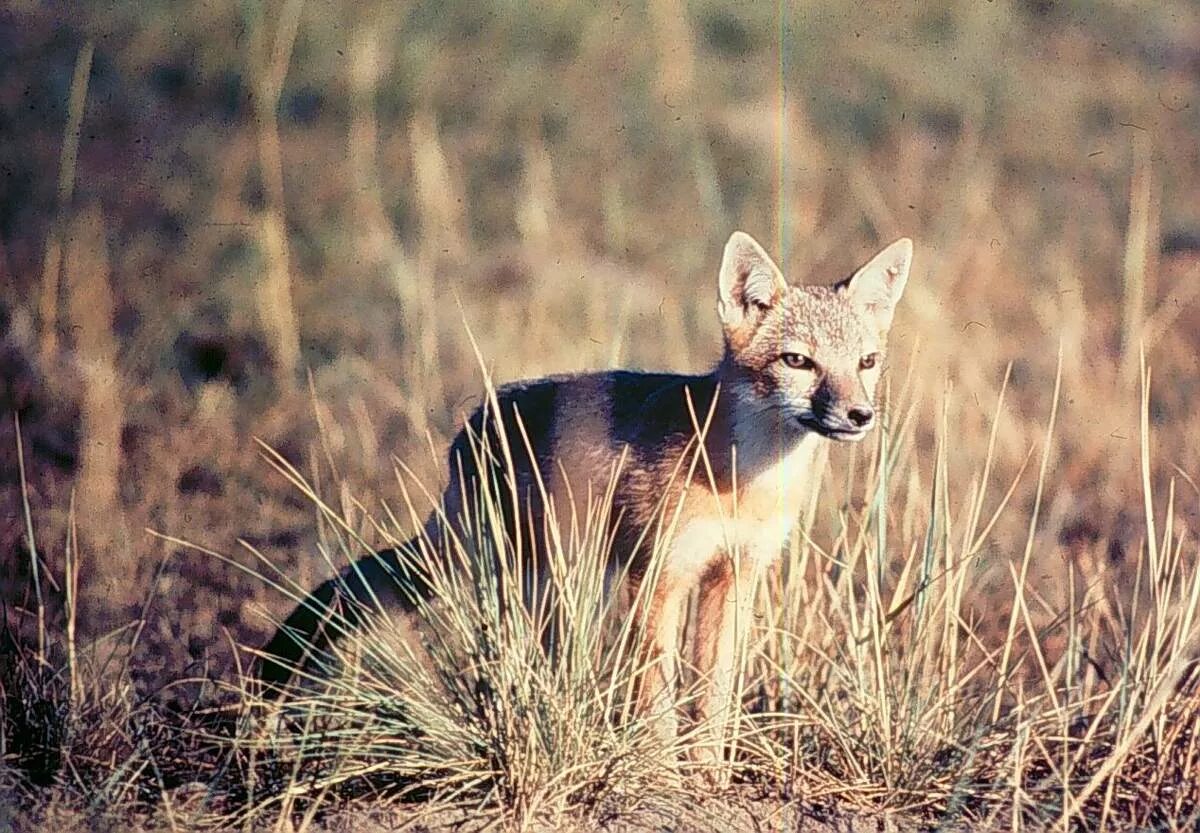 Африканская лисица Vulpes pallida. Бенгальская лисица Vulpes bengalensis. Лиса фенек Африка. Лиса пустыни.