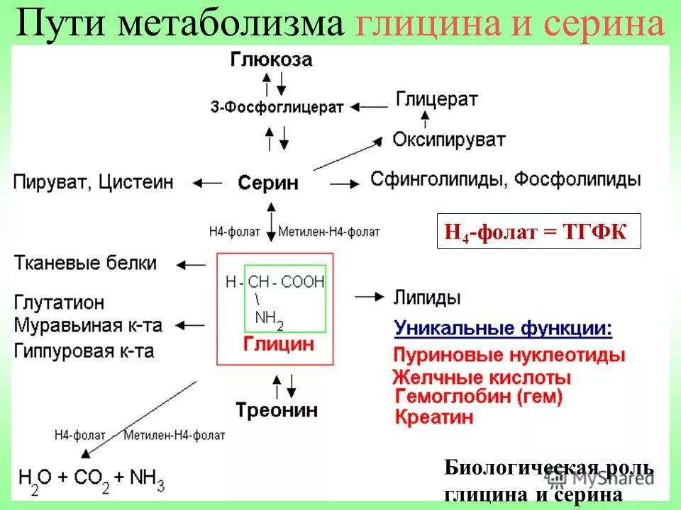 Метаболизм глицина. Схема обмена глицина и серина. Взаимопревращение серина и глицина. Реакция взаимопревращения серина и глицина. Схема превращений цистеина и глицина.