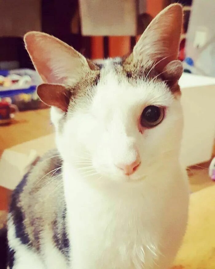 Его странный кот. Необычный кот. необычные коты. кошки с необычными глазами. коты необычной окраски.
