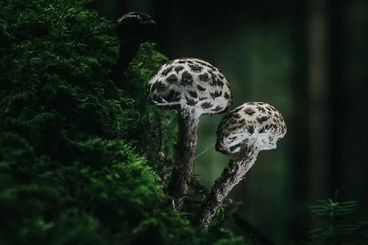 The Magical World Of Mushrooms In Macro Photography By Steve Axford Stuffed mush