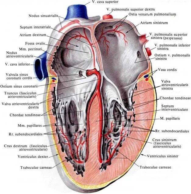 Cordis латынь. Синусы перикарда сердца. Dextra анатомия. Кровоснабжение перикарда анатомия. Синус легочного ствола.