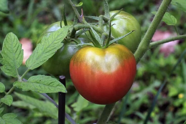 PressReader.com - Digital Newspaper & Magazine Subscriptions Organic gardening, 
