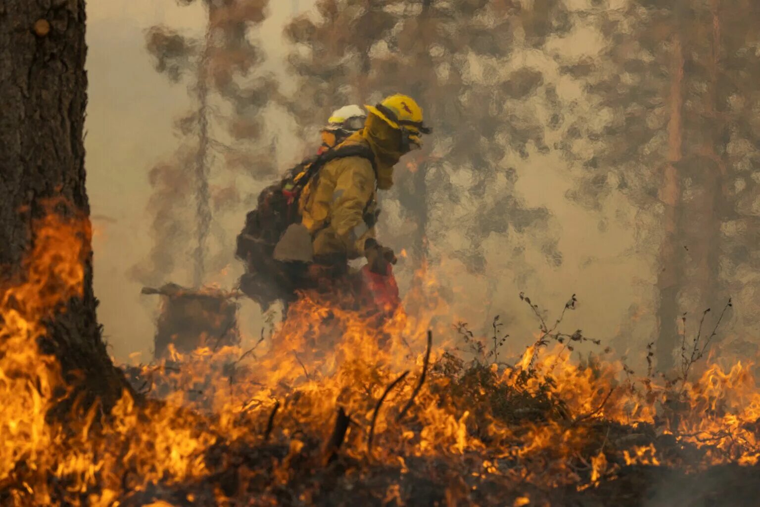 Near the fire. Лесные пожары. Лесные пожары в Калифорнии. Пожары в Калифорнии (2018). Пожар в парке Йосемити.