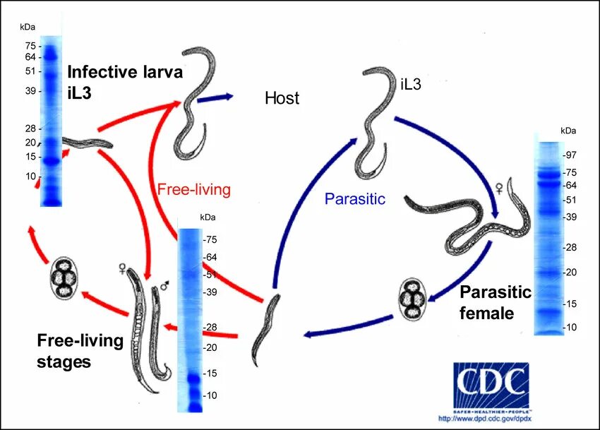 Жизненный цикл угрицы кишечной. Strongyloides stercoralis жизненный цикл. Угрица кишечная строение. Угрица кишечная жизненный цикл.