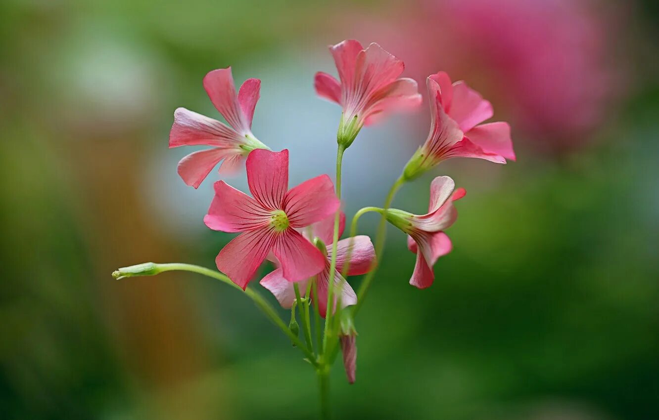 Очаровательный растение. Оксалис цветок. Oxalis fabaefolia. Оксалис коримбоза. Прелестные цветы.