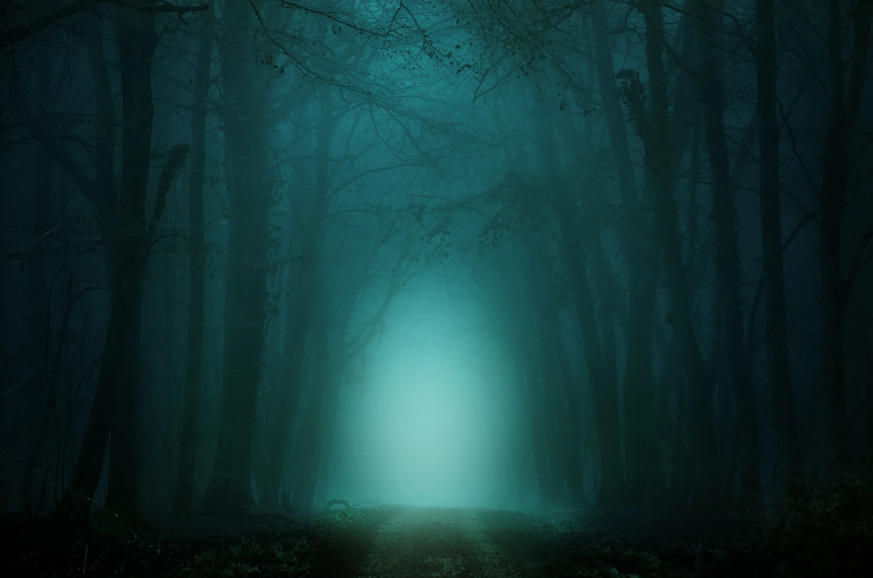 Темный лес Твайлайт Форест. Мрачный лес. Ночной лес. Лес в тумане. Загадочные туманы