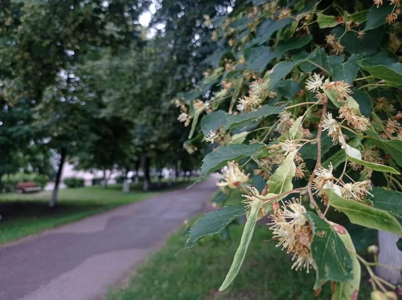 Липа древнейшая спутница города. Зацветает липа. Липы цветут суко. Цветут липы Трехгорный. Липа начало цветения.