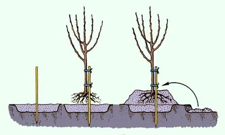 Как правильно посадить плодовое дерево. Посадка яблони весной саженцами. Посадка черешни весной саженцами. Садим саженец яблони глубина посадки. Посадка саженцев плодовых деревьев весной.