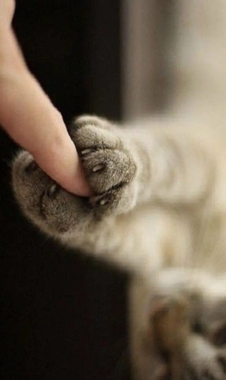 Кошачья лапка. Кошачьи лапки на руки. Рука и лапа кошки. Котенок на руках. Мир лапок