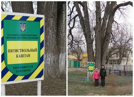 Симферополь каштановое