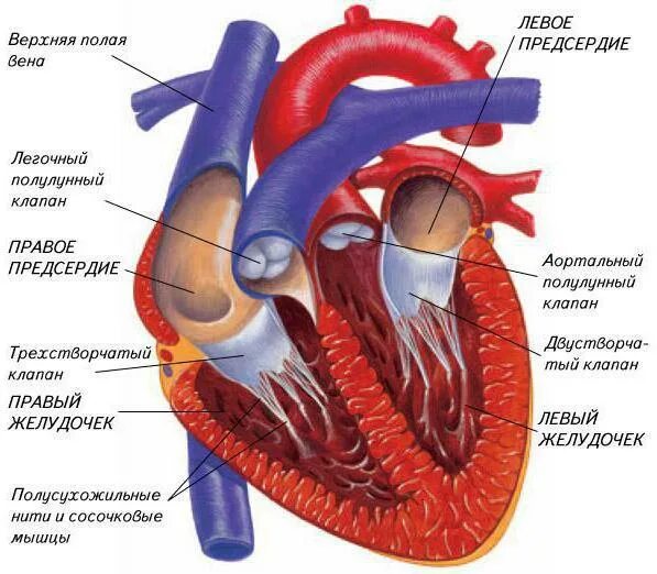 Левое предсердие какие вены. Анатомия сердца и круги кровообращения. Сердце строение анатомия кровоснабжение. Строение сердца и круги кровообращения у человека. Строение сердца кровоснабжение сердца.